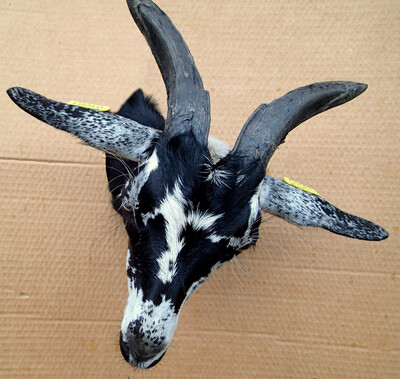 The goat Haricot