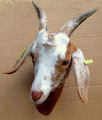 The goat Trompette