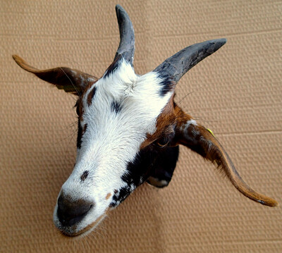 The goat Pixel