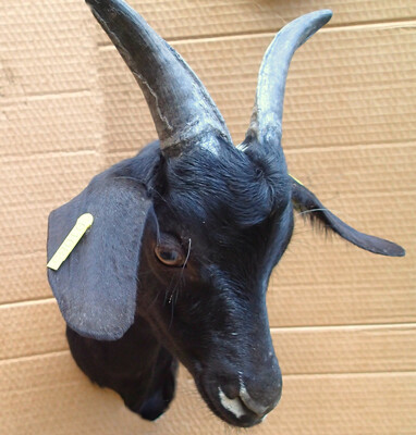 The goat Naseweis