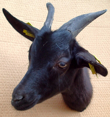 The goat Maya