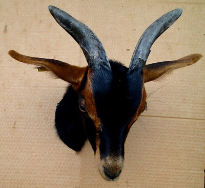 The goat Bretzel