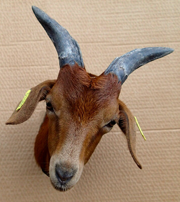 The goat Mignonne