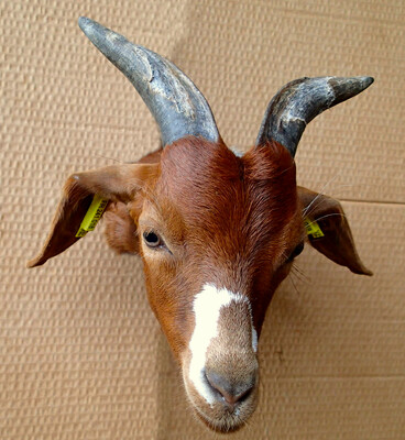 The goat Litchi