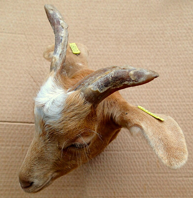 The goat Zézette