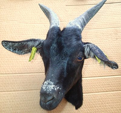 The goat Galaxie