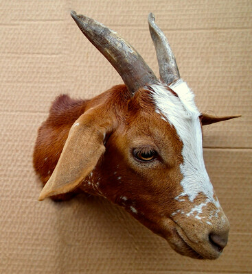 The goat Madeleine