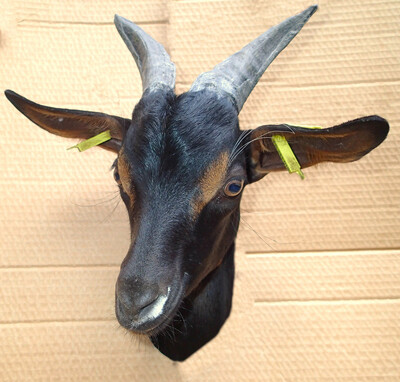 The goat Lavande