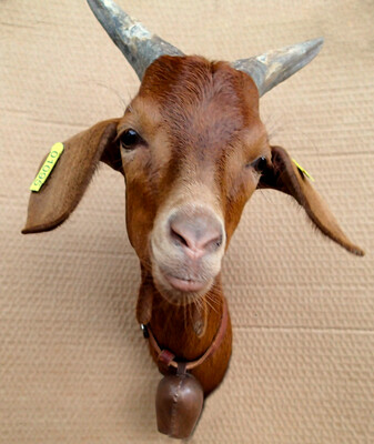 The goat Amiga