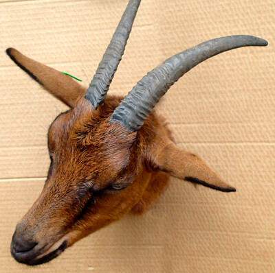 The goat Coco