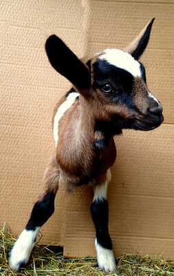 The goat Mathilde