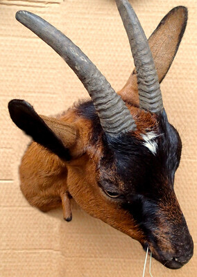 The goat Tima