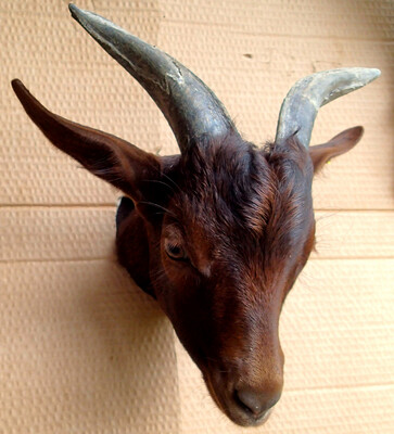 The goat Bruno ♂