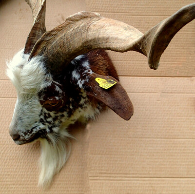 The goat Nuage ♂