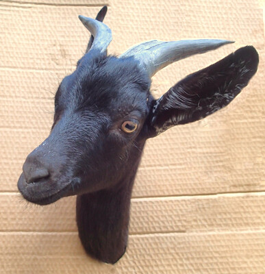 The goat Nzinga