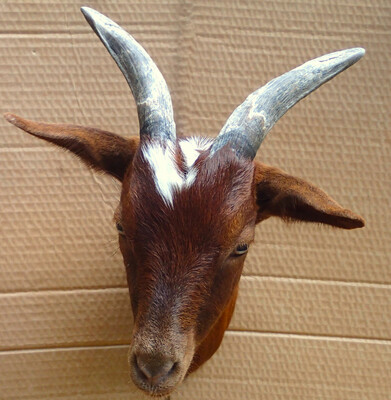 The goat Australie