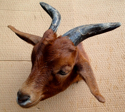 The goat Écorce