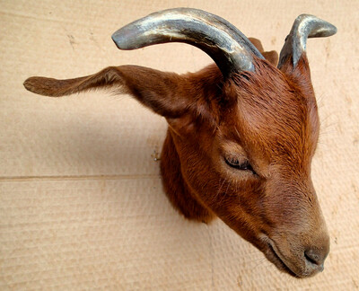 The goat Pettirossi