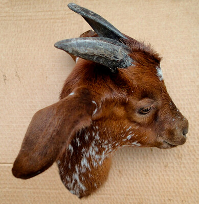 The goat Llardana