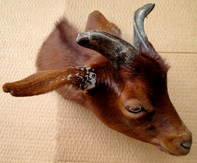 The goat Garigue