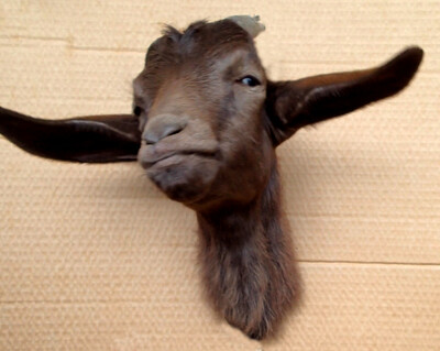 The goat Chocolat