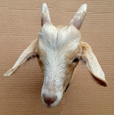 The goat Vanille